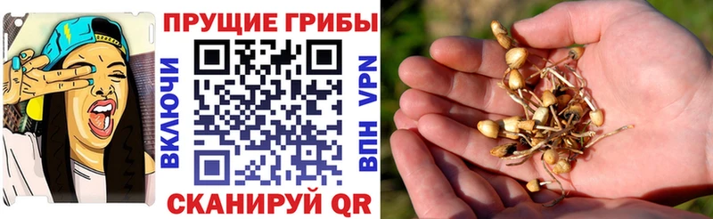 Псилоцибиновые грибы прущие грибы Боготол